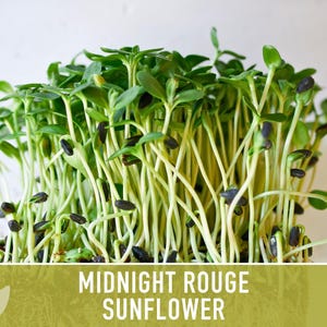 Midnight Rouge Sunflower Seeds - Burgundy Bouquet Flowers afbeelding 10