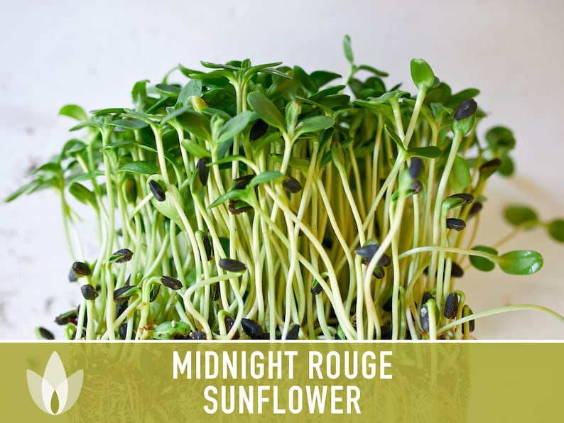 Midnight Rouge Sunflower Seeds - Burgundy Bouquet Flowers afbeelding 10