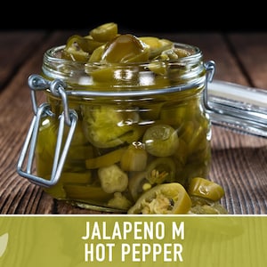 Jalapeno M Heirloom Pepper Seeds | 25+ Seeds, High Yield, Organic, Chili, Capsicum annuum image 9