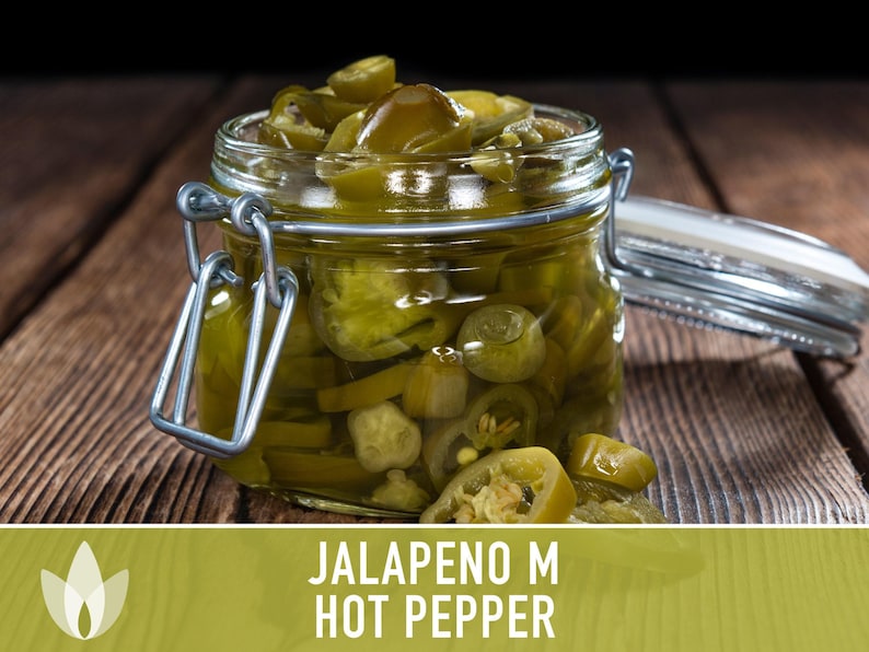 Jalapeno M Heirloom Pepper Seeds | 25+ Seeds, High Yield, Organic, Chili, Capsicum annuum image 9