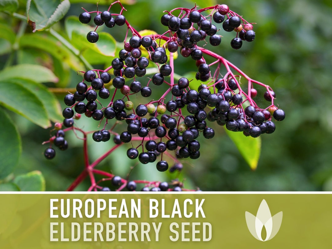 Great Description About Black Elderberry Seeds