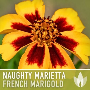 French Marigold, Naughty Marietta - 100 Seeds - Heirloom Flower Seeds, AAS Winner, Medicinal, Pollinator Garden, Annual, Edible, Non-GMO