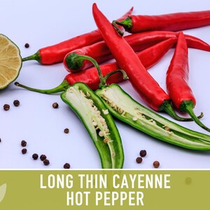 Cayenne Pepper Seeds - Long Thin Red Hot Peppers, Non-GMO image 11
