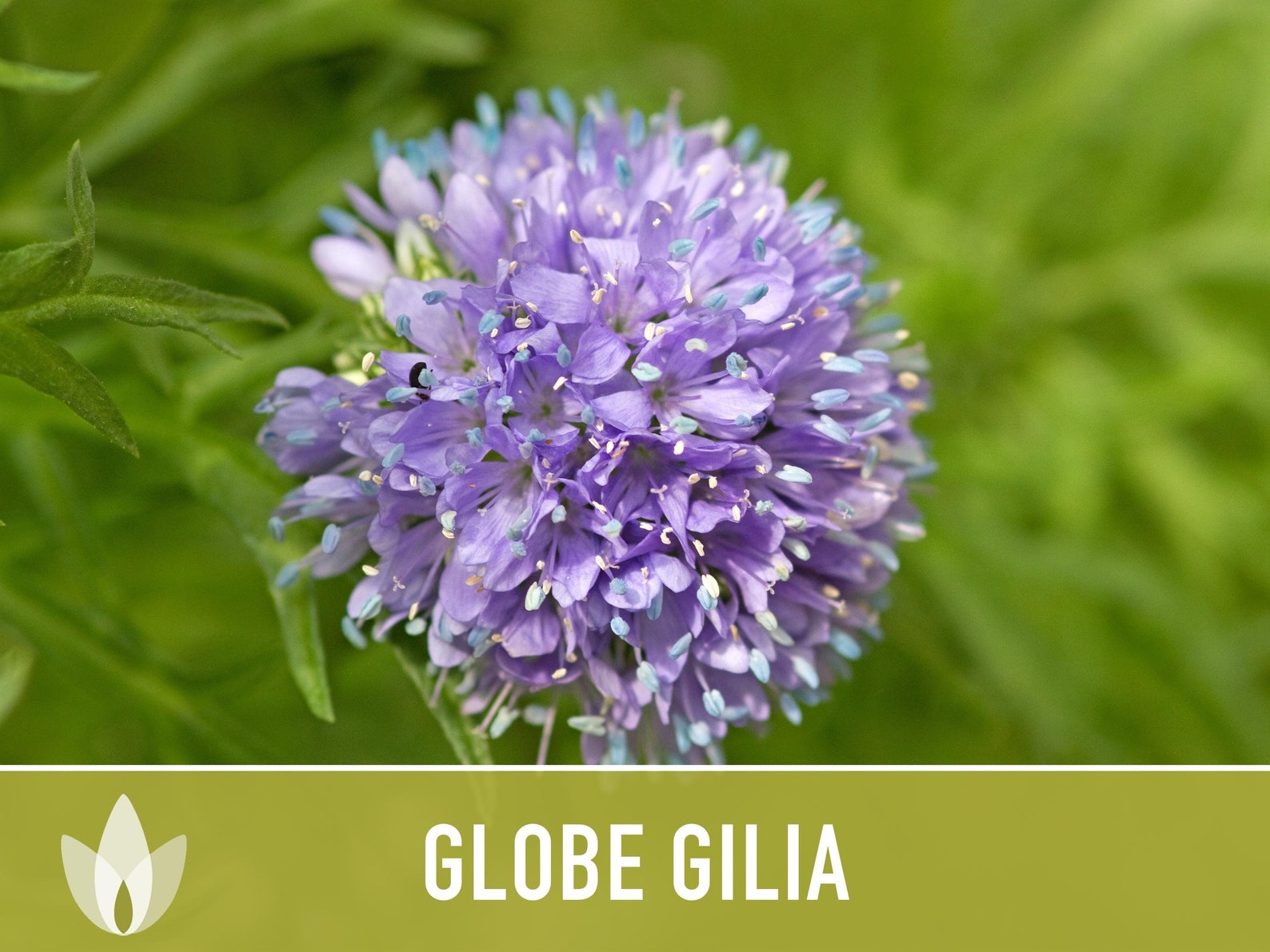Globe Gilia Heirloom Seeds Flower Seeds Native Wildflower Etsy