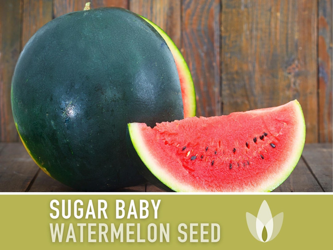 Sugar Baby Watermelon Heirloom Seeds picture photo