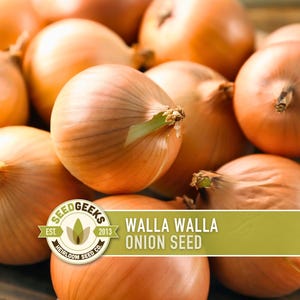 May include: A close-up of several Walla Walla onion bulbs. The onions are a light brown colour with visible layers and a small green stem. The image includes a logo that says "Seed Geeks" and the text "Walla Walla Onion Seed".