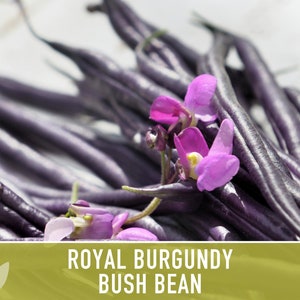 Royal Burgundy Bush Bean Heirloom Seeds Bild 8