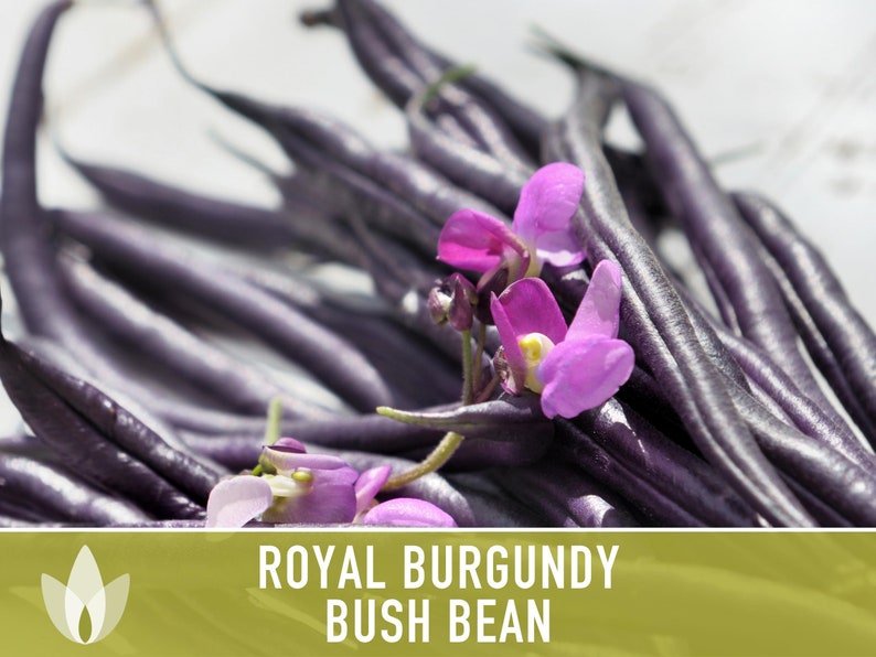 Royal Burgundy Bush Bean Heirloom Seeds Bild 8