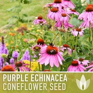 Graines d'Échinacée pourpre | Plus de 100 graines, fleurs sauvages indigènes, héritage, tolérant à la sécheresse, jardin des papillons, Echinacea purpurea image 11