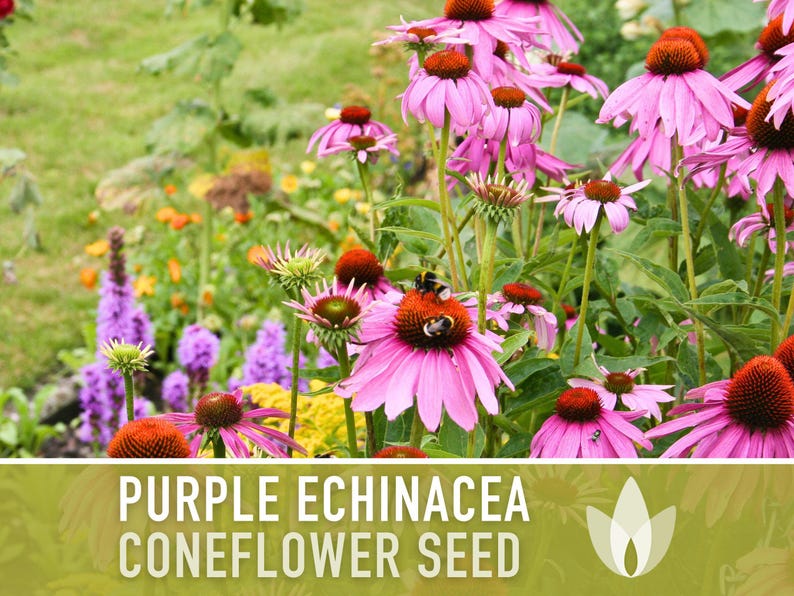 Graines d'Échinacée pourpre | Plus de 100 graines, fleurs sauvages indigènes, héritage, tolérant à la sécheresse, jardin des papillons, Echinacea purpurea image 11