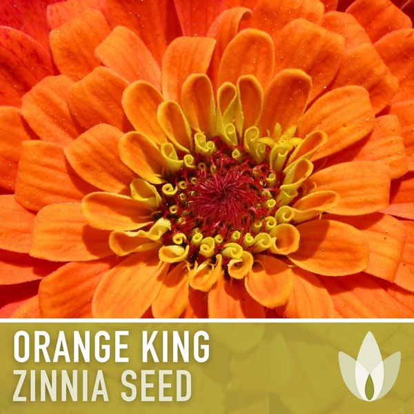 Zinnia, Orange King Heirloom Seeds - Flower Seeds, Cut Flowers, Butterfly Garden, Open Pollinated, Non-GMO