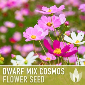 Cosmos, Dwarf Mix Flower Seeds - Heirloom Seeds, Cut Flowers, Butterfly Garden, Pollinator Friendly, Open Pollinator, Non-GMO