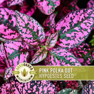 prayer plant red Red Prayer Plant - Maranta