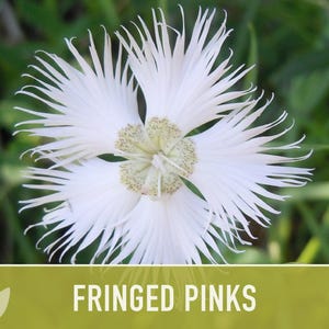 Fringed Pinks Dianthus Seeds – Fragrant Heirloom Flower, Pollinator Garden image 6