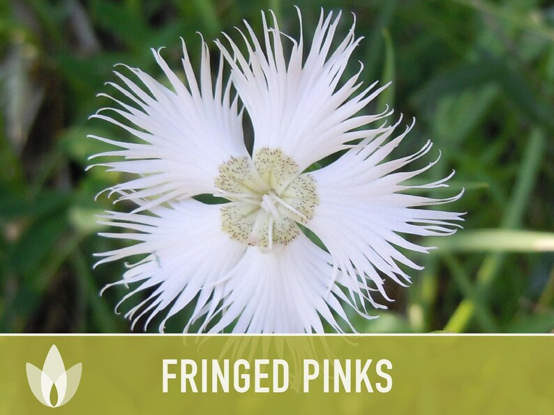 Fringed Pinks Dianthus Seeds – Fragrant Heirloom Flower, Pollinator Garden image 6