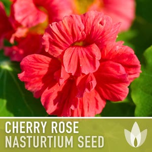 Nasturtium, Cherry Rose Flower Seeds - 25 Heirloom Seeds, Organic, Edible, Salad Garden image 10