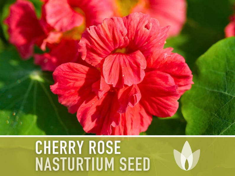 Nasturtium, Cherry Rose Flower Seeds - 25 Heirloom Seeds, Organic, Edible, Salad Garden image 10