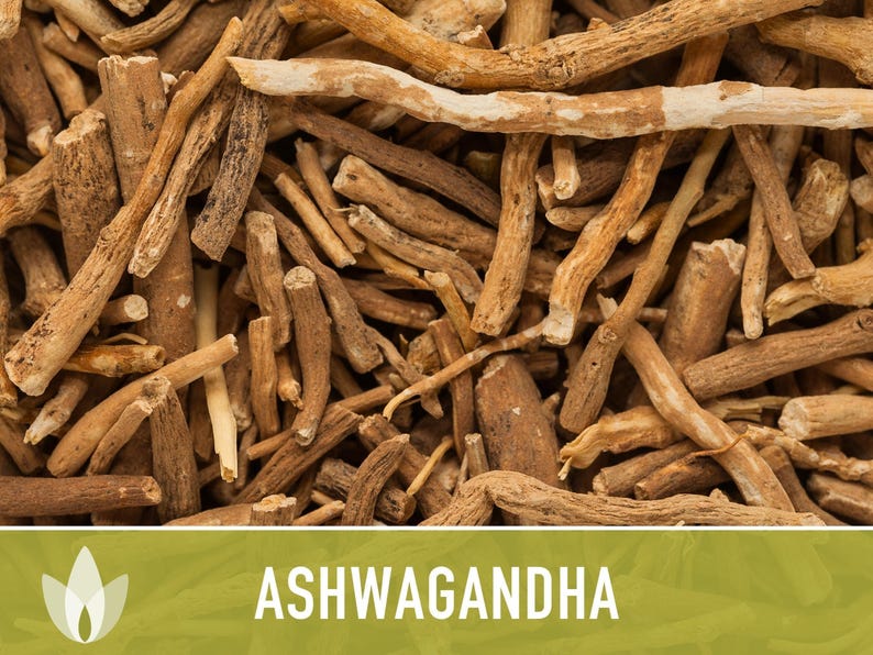 Ashwagandha Herb Seeds | 30+ Seeds, Organic, Heirloom Indian Ginseng, Medicinal, Withania somnifera image 11