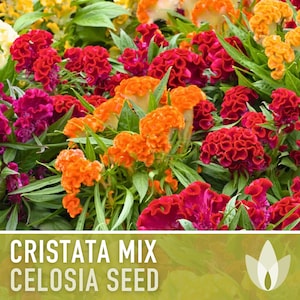 Celosia, Cristata Mix Flower Seeds - 50 Heirloom Seeds, Cockscomb, Easy to Grow, Cut Flowers, Dried Bouquets, Open Pollinated, Non-GMO