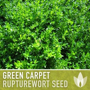 Rupturewort Green Carpet Seeds Heirloom Seeds, Alternative Lawn, Ground Cover, Evergreen, Dense Green Carpet, Open Pollinated, Non-GMO image 9