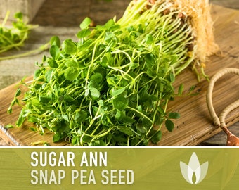 Sugar Ann Snap Pea Seeds - Heirloom Seeds, Microgreens, Crisp Sweet Pods, Easy to Grow, Pisum Sativum, Open Pollinated, Non-GMO