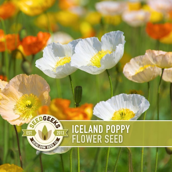 Iceland Poppy Seeds - Pastel Perennial Flower Mix