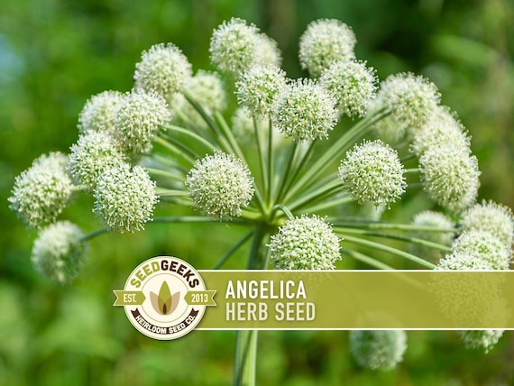 Angelica Herb Seed | 50+ Seeds, Medicinal, Culinary, Attracts Beneficial  Insects | Angelica Archangelica - Etsy