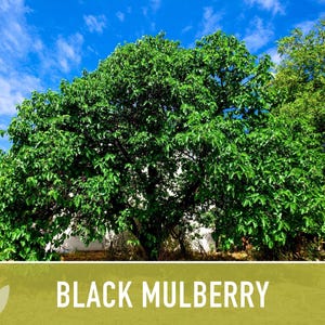 Black Mulberry Tree Seeds – Heirloom, Sweet Fruit (50 Seeds) zdjęcie 10