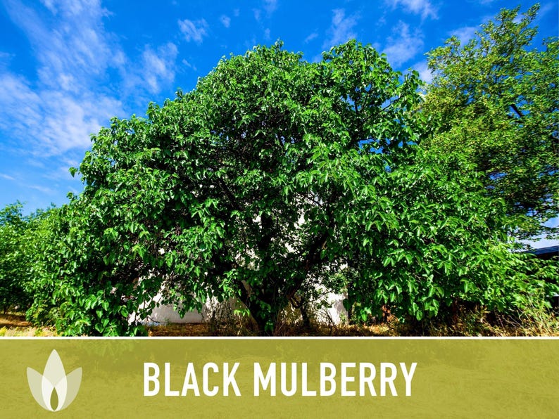 Black Mulberry Tree Seeds – Heirloom, Sweet Fruit (50 Seeds) zdjęcie 10