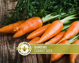 Bambino Carrot Heirloom Seeds - Open Pollinated, Orange Carrot Seed Packets, Non-GMO