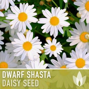 Daisy, Dwarf Shasta - 100 Seeds - Heirloom Perennial Shasta, Edible Flowers, Cut/Dried Flowers, Container Garden, Cottage Garden, Non-GMO