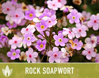 Rock Soapwort Flower Seeds - Heirloom Wildflower, Ground Cover, Pollinator Garden, Easy to Grow, Open Pollinated, Non-GMO