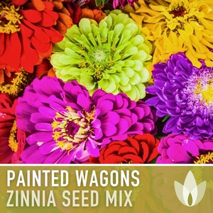 Zinnia, Painted Wagons Flower Seed Mix - Heirloom Seeds, Showy Zinnia Mix, Annual, Rainbow Zinnia, Colorful Bouquets, Cut Flowers, Non-GMO