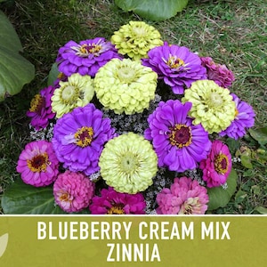 Blueberry Cream Zinnia Seeds | 100+ Seeds, Heirloom Flower Mix, Butterfly Garden, Bouquets imagem 8