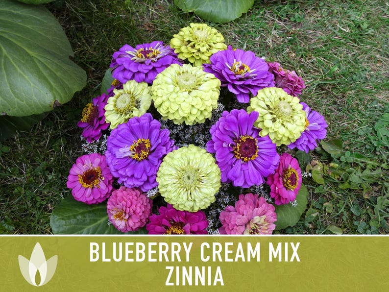 Blueberry Cream Zinnia Seeds | 100+ Seeds, Heirloom Flower Mix, Butterfly Garden, Bouquets imagem 8