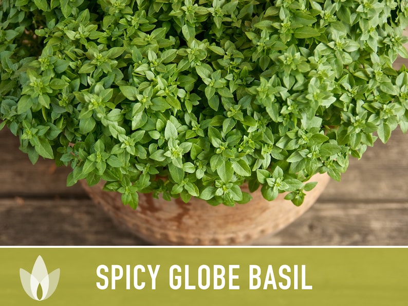 Spicy Globe Basil Seeds Dwarf Basil Greek Basil Heirloom Etsy