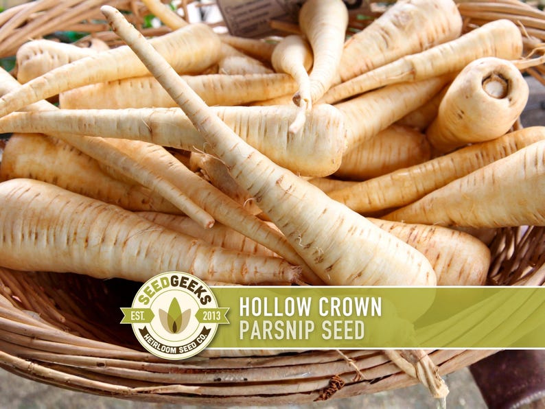 Hollow Crown Parsnip Heirloom Seeds - Non-GMO, Open Pollinated, Untreated, Root Vegetables, Fall Garden image 1