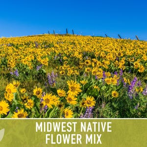 Midwest Native Wildflower Seeds, Heirloom Mix image 5
