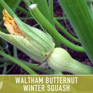 Waltham Butternut Squash Seeds – Heirloom, Vine-Borer Resistant image 12