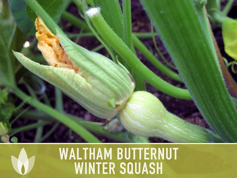 Waltham Butternut Squash Seeds – Heirloom, Vine-Borer Resistant image 12