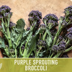 Purple Sprouting Broccoli Seeds Heirloom, Organic, Non-GMO image 3
