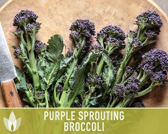 1500 Purple Sprouting Broccoli Seeds - Non-GMO Heirloom, USA Seller, Brassica