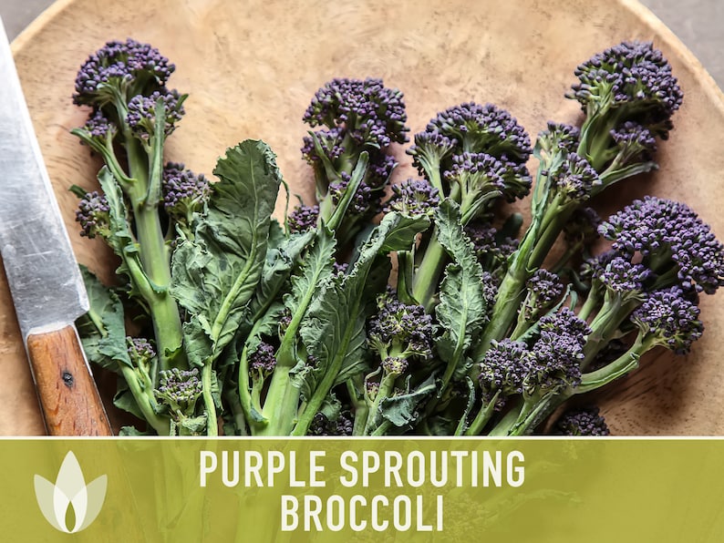 Purple Sprouting Broccoli Seeds Heirloom, Organic, Non-GMO image 3