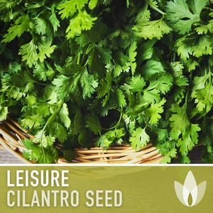 Leisure Cilantro Seeds – Slow Bolting, Heirloom Coriander Bild 5