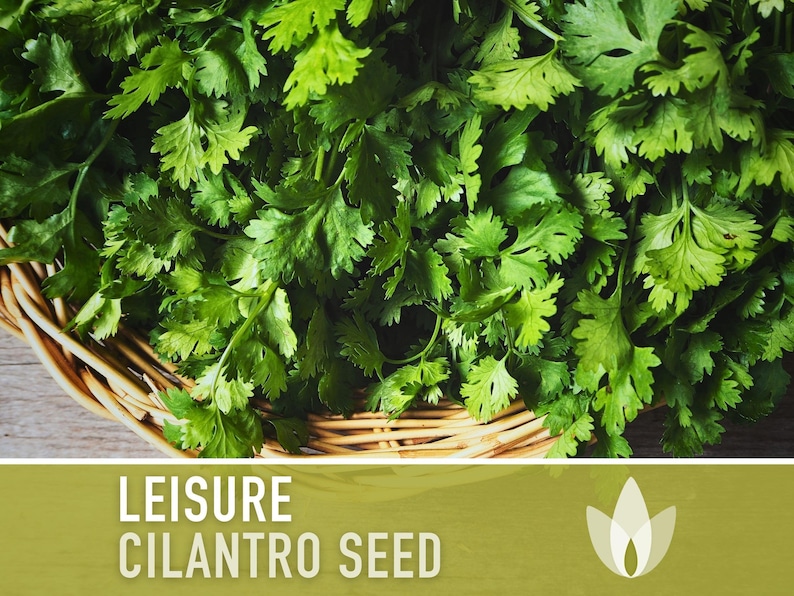 Leisure Cilantro Seeds – Slow Bolting, Heirloom Coriander Bild 5