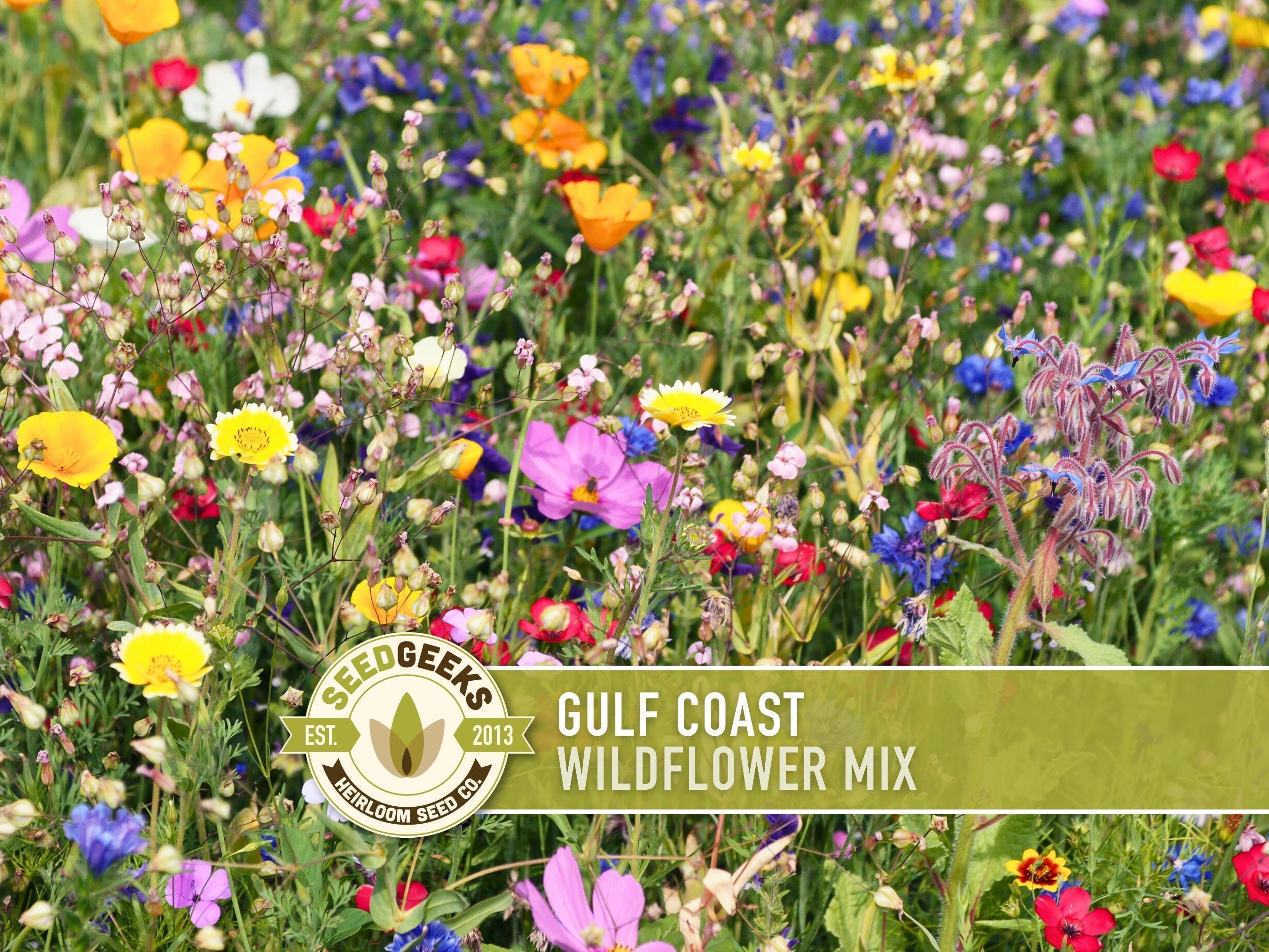 Native Florida Wildflower Seeds - Etsy