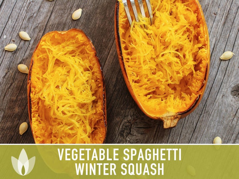 Vegetable Spaghetti Winter Squash Heirloom Seeds image 8