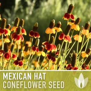 Mexican Hat Coneflower Seeds Heirloom Seeds, Native Wildflower, Prairie Coneflower, Pollinator Friendly, Ratibida Columnifera, Non-GMO image 1