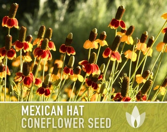 Mexican Hat Coneflower Seeds - Heirloom Seeds, Native Wildflower, Prairie Coneflower, Pollinator Friendly, Ratibida Columnifera, Non-GMO