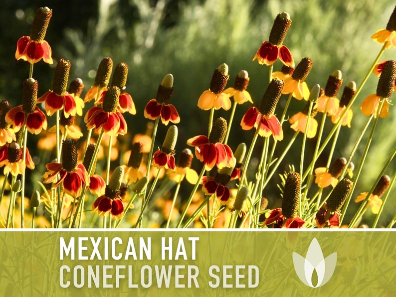 Mexican Hat Coneflower Seeds Heirloom Seeds, Native Wildflower, Prairie Coneflower, Pollinator Friendly, Ratibida Columnifera, Non-GMO image 1